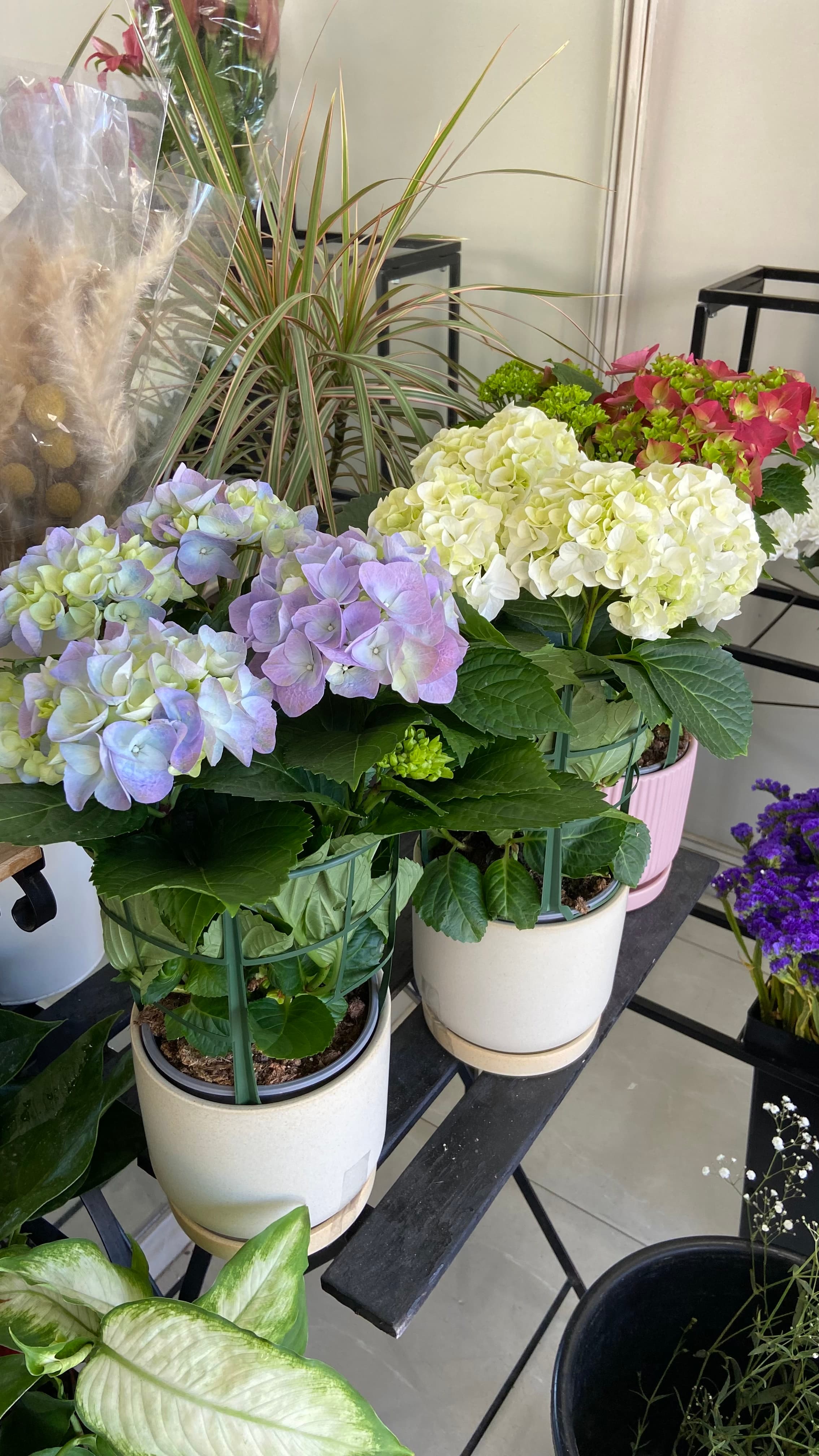 עציץ הורטנזיה